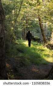 Single Older Woman Walking Away From The Camera In A Heavily Wooded Forest In New Zealand, With Heavy Shade In Foreground And Shaft Of Light On Her In The Distance.