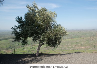 Single Olive Tree Bouncing In A Wind