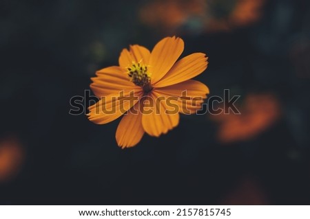 Single One Cosmos Flower Blossom Constrast Dark Background    