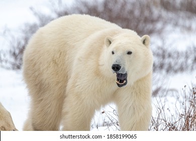 A Single One Polar Bear Standing With Their Mouth Open, Teeth Showing With Snowy, Snow White Background On The Canadian Tundra Landscape In Manitoba, Northern Canada. 