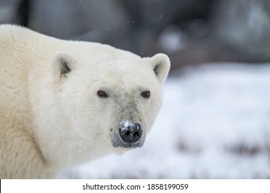 A Single One Polar Bear Walking Across In Front Of The Camera Staring At The Lense With Snowy, Snow White Background On The Canadian Tundra Landscape In Manitoba, Northern Canada. 