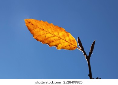 single one yellow orange maple leaf on a fallen tree on blue sky. a fallen maple tree with only one leaf left. autumn view. Nature with bare branches single golden leave background in autumn - Powered by Shutterstock