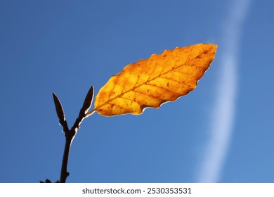 single one yellow orange maple leaf on a fallen tree on blue sky. a fallen maple tree with only one leaf left. autumn view. Nature with bare branches single golden leave background in autumn - Powered by Shutterstock