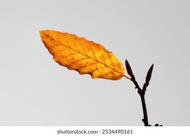 single one yellow orange maple leaf on a fallen tree isolated on white background. fallen maple tree with only one leaf left. autumn view. Nature with bare branches  golden leave background in autumn - Powered by Shutterstock