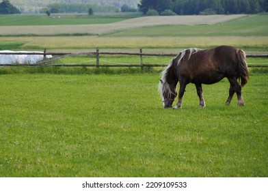 Single Onehorse Animal Grazing On The Farm Agriculture Field