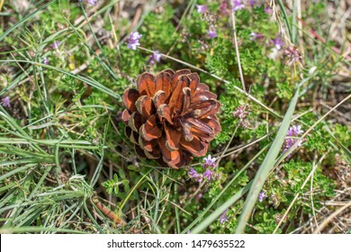 Single opened dry pine cone in green grass