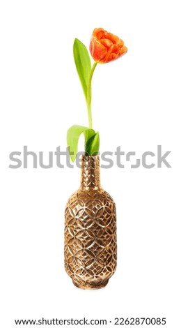 A single orange blooming tulip in a gold vase isolated on white background