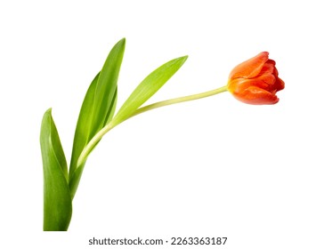 A single orange blooming tulip isolated on white background - Powered by Shutterstock