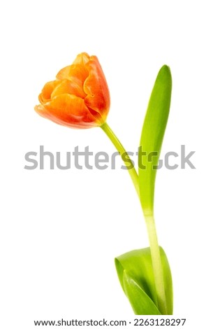 A single orange blooming tulip isolated on white background