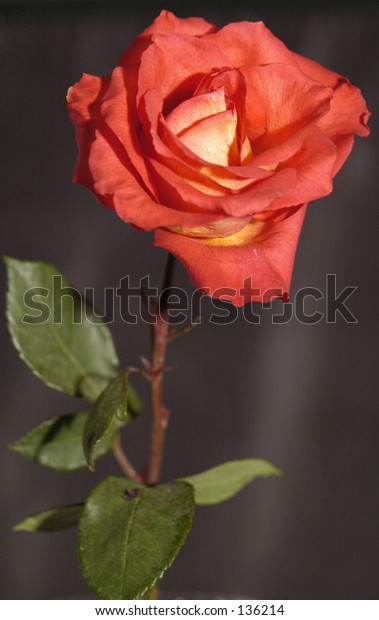 Single Orange Color Long Stem Rose Stock Photo Edit Now 136214