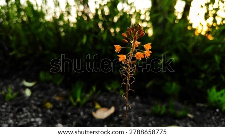 Single orange flower stem standing alone with dark green bokeh background