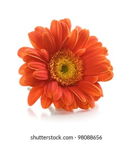 Single Orange Gerbera Daisy Flower On White Background