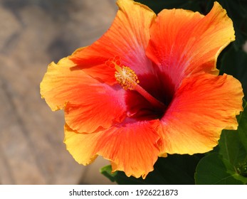 木槿花图片 库存照片和矢量图 Shutterstock