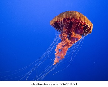 Single Orange Jellyfish With Hanging Tentacles On Vibrant Blue Background