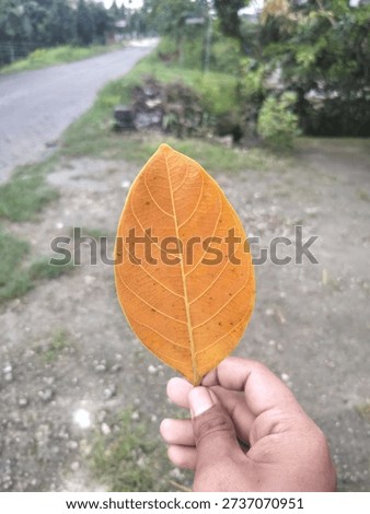 Single Orange Leaf Held by Hand Symbolizing Autumn, Change, and Simplicity