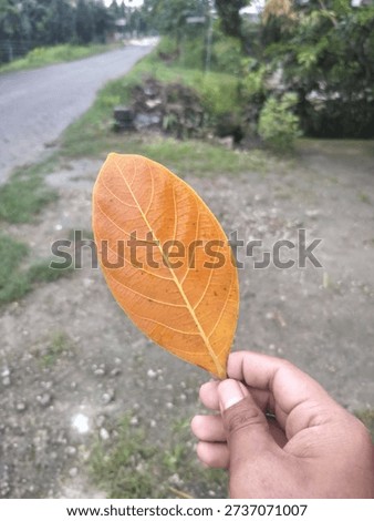 Single Orange Leaf Held by Hand Symbolizing Autumn, Change, and Simplicity