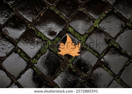 Similar – Image, Stock Photo Cobblestone with moss, autumnal