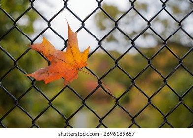 A single orange maple leaf caught in a black chain-link fence, symbolizing the fleeting beauty of autumn and the quiet contrast between nature and manmade structure. The soft blurred background of fal