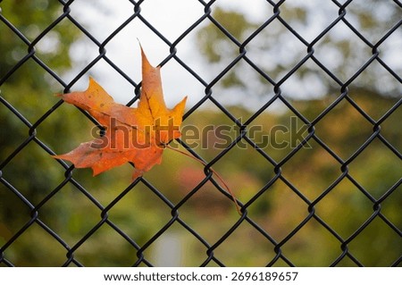 A single orange maple leaf caught in a black chain-link fence, symbolizing the fleeting beauty of autumn and the quiet contrast between nature and manmade structure. The soft blurred background of fal
