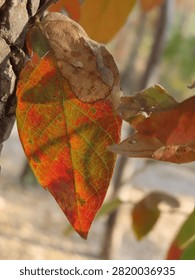 A single orange mopane leaf hangs from a thin branch.