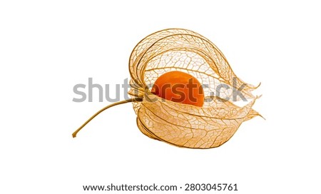 Single orange physalis fruit inside delicate lacy golden husk