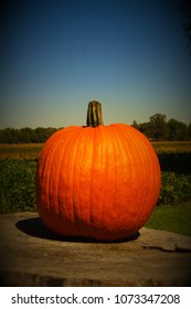 single orange pumpkin 