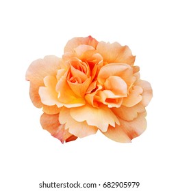 Single orange rose flower isolated on white background - Shutterstock ID 682905979