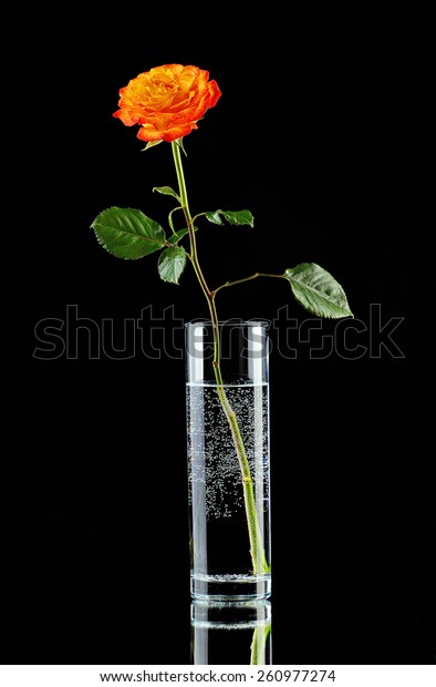 Single Orange Rose Glass Vase Isolated Stock Photo Edit Now