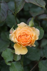 Single Orange Rose, Grade "Amber Queen (Harrony)" In Moscow Garden. Buds, Inflorescence Of Flower Closeup. Summer Nature. Postcard With Rose. Symbol Of Love. Roses Blooming. Summer Orange Rose Blossom