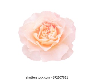 Single Orange Rose Isolated On White Background. Peach Rose Flower