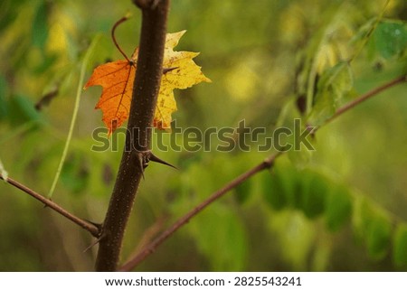 A single orange and yellow maple leaf caught against a dark thorny tree trunk, surrounded by soft green foliage and shallow depth of field. The contrast between the warm autumn leaf, sharp thorns and blurred green background creates a symbolic nature scene about seasonal transition, vulnerability, resilience, obstacles and the passage of time. The image also conveys quiet tension, persistence and the fragile beauty of autumn.