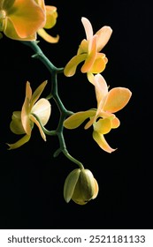 A Single Orchid Stem with Five Fantasy Yellow-Colored Flowers against a Stark Black Background with Dramatic Lighting