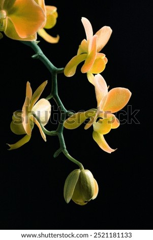 A Single Orchid Stem with Five Fantasy Yellow-Colored Flowers against a Stark Black Background with Dramatic Lighting