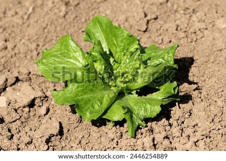 Single organic fresh layered light green Lettuce or Lactuca sativa annual plant with thick leathery leaves growing in local urban family home garden surrounded with dry soil on warm sunny spring day