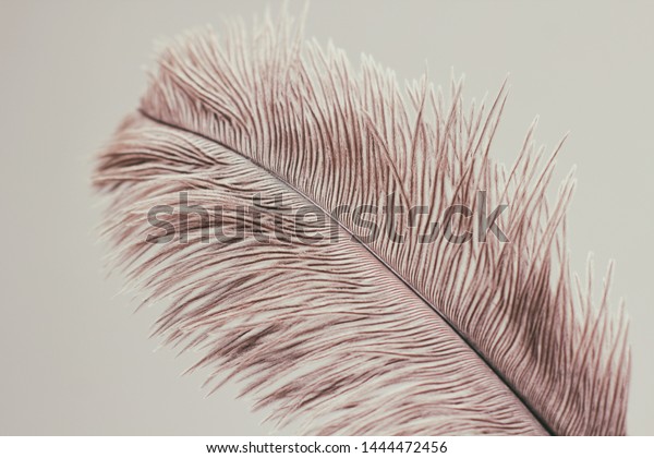 single ostrich feathers