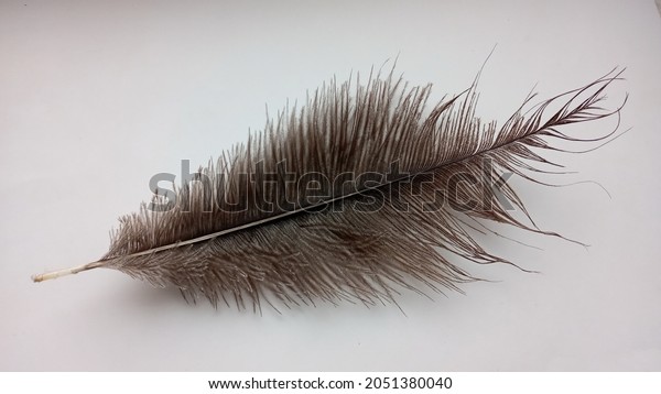 Single ostrich feather on white background. Soft\
bird feather texture.