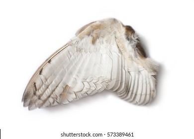 Single owl wing from inner side