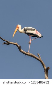 Single Painted stork from sri lanka 