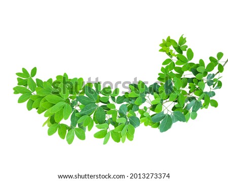 A single pair of ovate-oblong leaflets of  Manila tamarind (Pithecellobium dulce) isolated on white background. The leaves of Manila tamarind, Madras thorn, or camachile are medical herb.