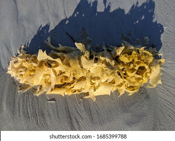 Single Pale Fawn Branch Of Undersea Kelp Coming From The Southern Ocean Underwater Kelp Forests.