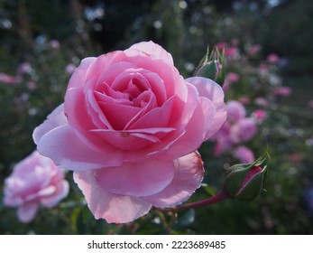 A Single Pale Gradient Pink Rose