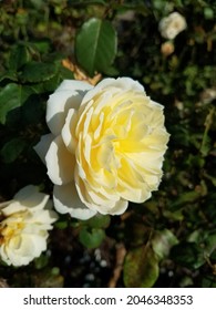 Single pale yellow rose facing the sun in the garden