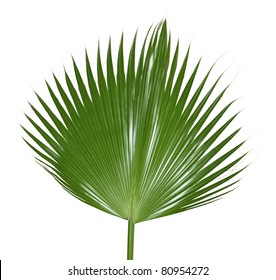 Single Palm Leaf Isolated On White