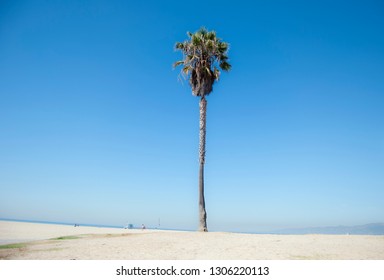 Single palm tree growing in the sand at Venice Beach, California.