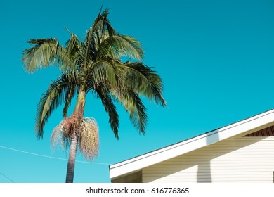 A Single Palm Tree And House In San Diego California