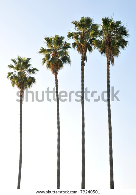 Single palm tree
isolated against the blue
sky