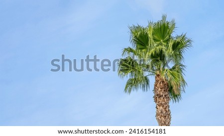 Single palm tree with a light blue sky