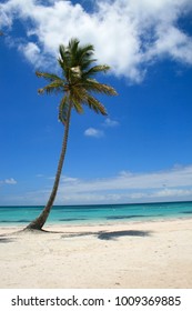 Single Palm Tree On Beach In Cap Cana, Dominican Republic