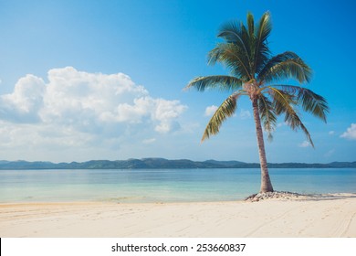 A Single Palm Tree On A Beautiful Tropical Beach With White Sand