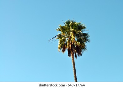 Single Palm Tree On Blue Sky